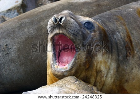 Elephant seal (Mirounga leonina) female shouting on Antarctica