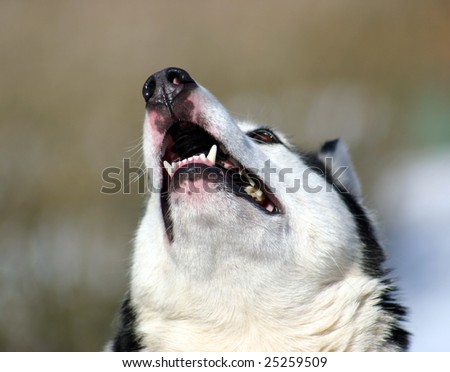 Siberian Husky Teeth