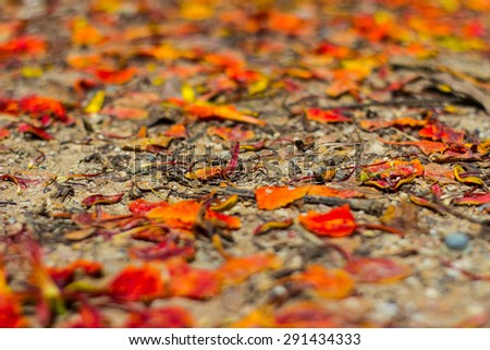 Ship focus on center of  leaves falling on ground