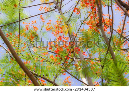 The red-pink flowers on the tree and picture have use sweet color and use soft blur