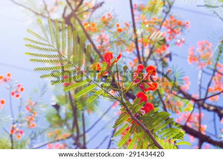The red-pink flowers on the tree and picture have use sweet color and use soft blur