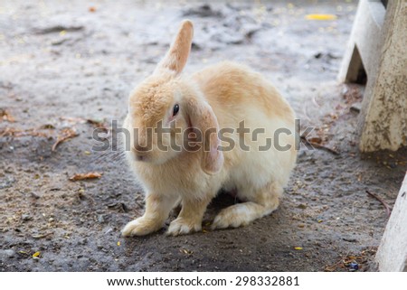 A white-soft orange face rabbit , left ear vertical and right ear down  , motion blur effect