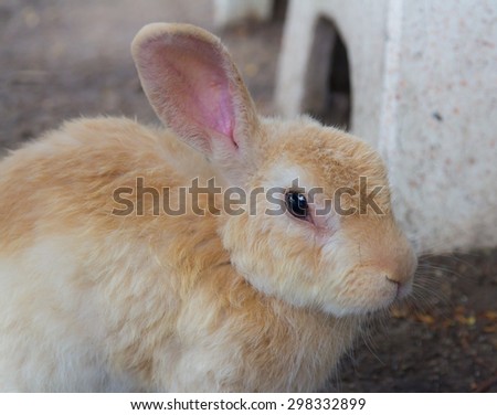 A white-soft orange face rabbit , one ear vertical , motion blur effect