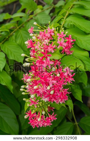 Pink flower on center of image , tree background , sweet color tone ,motion blur effect
