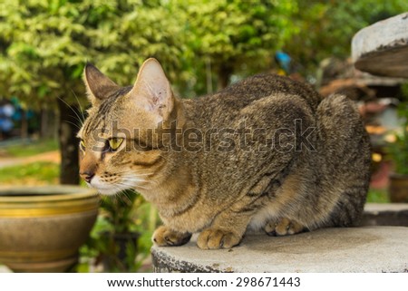 a cat on a chair , nature background , soft brown-orange color