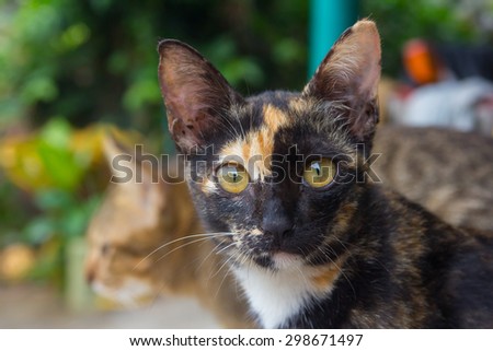 a face black-orange-white cat  seeing something , one cat on background