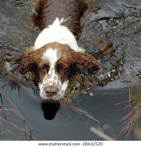 stock-photo-springer-spaniel-swimming-in-a-small-pond-28632520.jpg