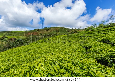 Tea farm or hill at Da Lat, Vietnam. Da lat is one of the best tourism city in Vietnam. Dalat city is Vietnam\'s largest vegetable and flowers growing areas.