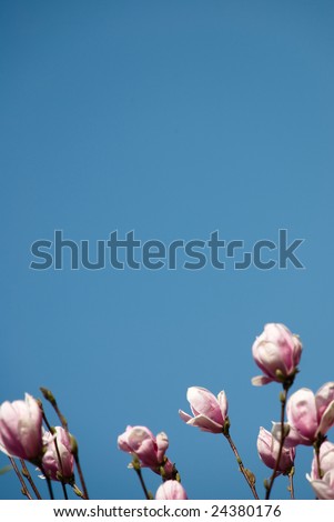 Magnolia x soulangiana - Saucer Magnolia.  Pink and purple magnolia flowers peek into the frame against a rich blue sky.