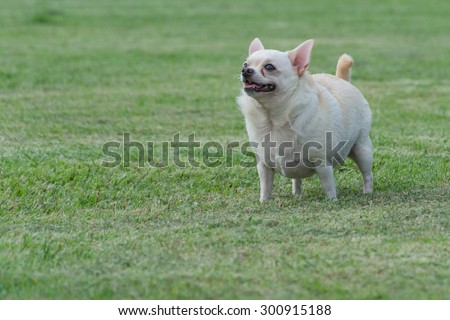 Cute dog running around the lawn