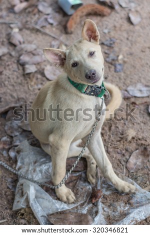 Thai dog on a chain.