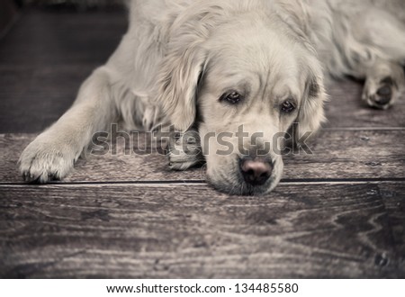 Golden retriever dog lying on the floor
