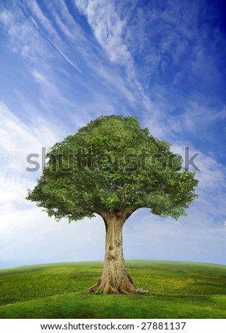 Tree standing alone in a field over blue sky, fish eye lens horizon
