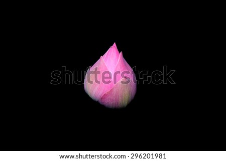 Pink lotus. Isolate on black background.