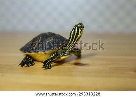 Turtle with neck extended walking across the image on wooden table