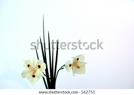 Dieties Bicolor Flowers Stock Photo 162751 : Shutterstock Dieties Bicolor Flowers Stock Photo 162751 : Shutterstock