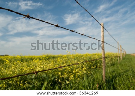 Barbed wire fence with blue sky and yellow canola fields behind the fence