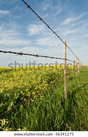 Barbed wire fence with blue sky and yellow canola fields behind the fence
