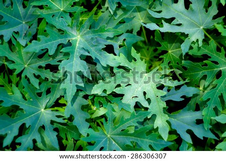 Green Papaya Leaf Background