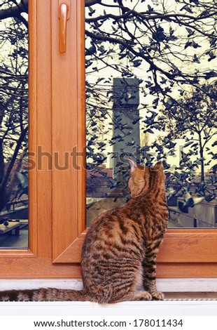 Cat watching birds on the window