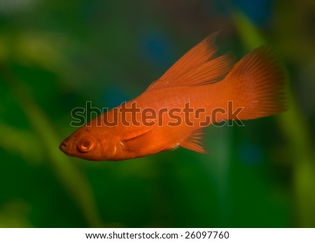 aquarium fish of the red colour on background of the green plants