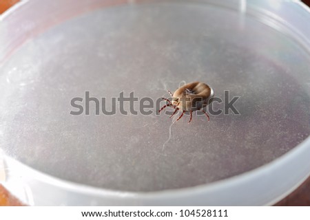 Ixodes ricinus. Dog ticks (female) recovered from the dog\'s coat. Veterinary laboratory.