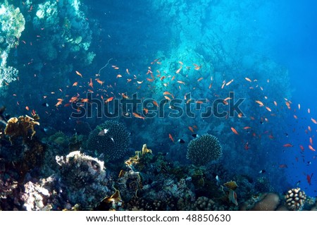 coral reef,  underwater landscape. Wildlife of the Red Sea.