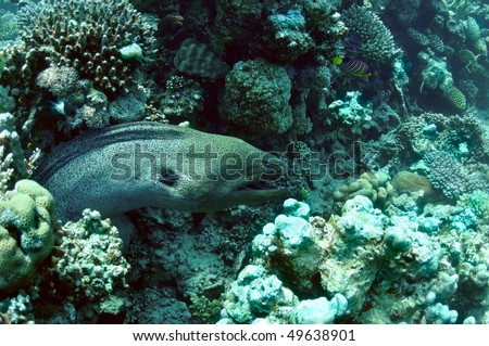 Morey eel in coral reef. wildlife in Red sea.