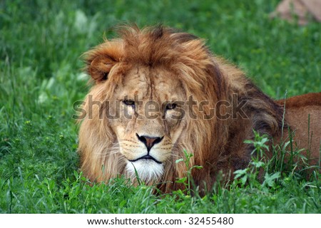 male lion relaxing in the grass