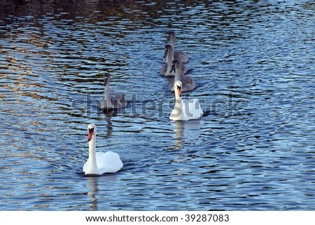 two swan parents with their four babies
