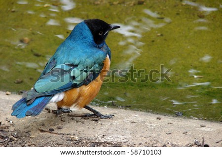 Colorful African Birds