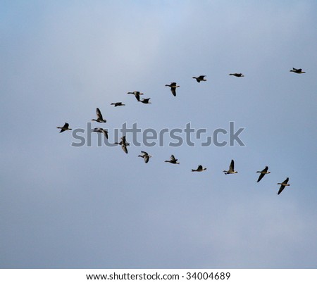 Bird Flight Patterns
