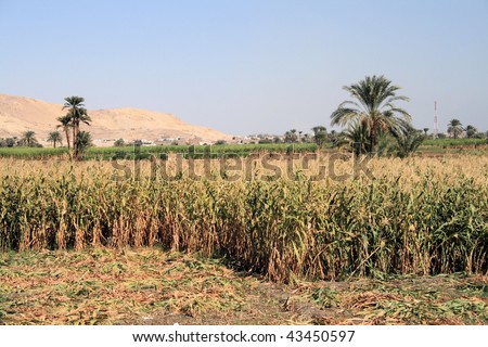 Maize crop field, Luxor, Egypt