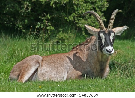 Single roan antelope animal