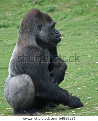 Gorilla at feeding time
