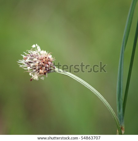 Plantain flower head