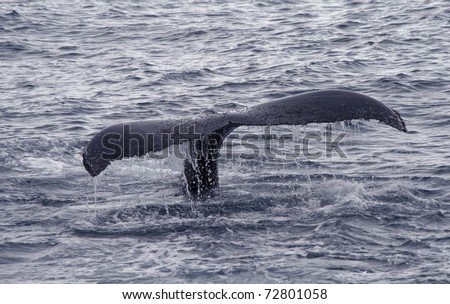 Humpback whale tail 4