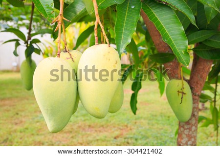 Close up of mangoes on a mango tree in plantation