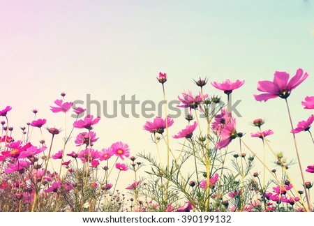 Vintage Pink Cosmos flowers with sky