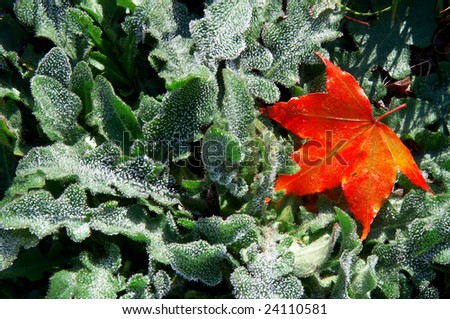 frost-like powder map leaf