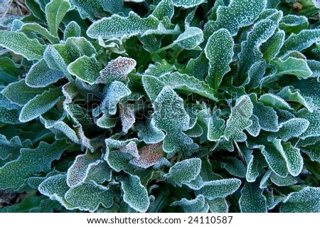 frost-like powder leaf