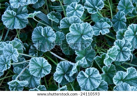 frost-like powder leaf