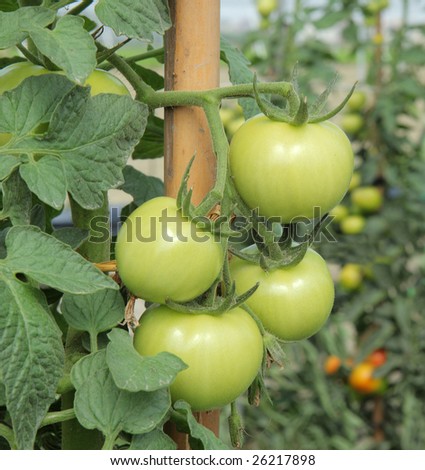 tomato field