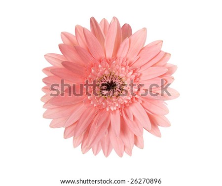 Pink Sunflower Pictures