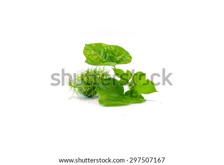Green herb fruit Passiflora foetida isolated on white background