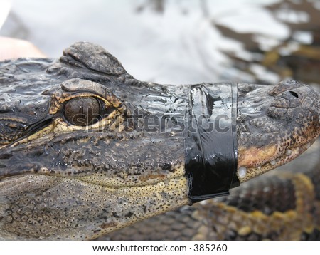Alligator with mouth taped shut