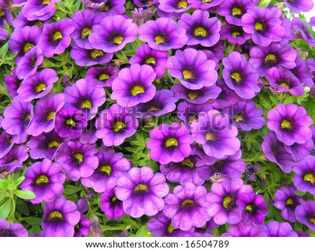 Bright Pink And Purple Flowers Stock Photo   Shutterstock