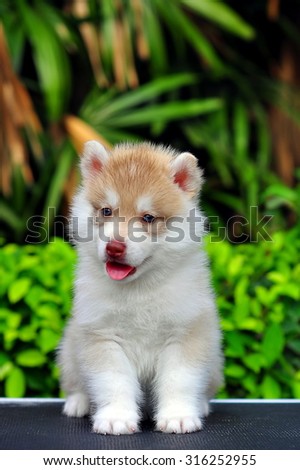 Red & white Siberian Husky puppy