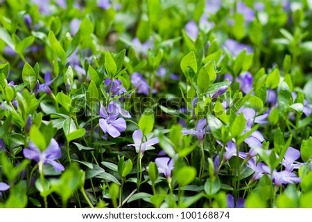 beautiful violets flowers in the garden, violets, viola-cornuta, violets (viola)