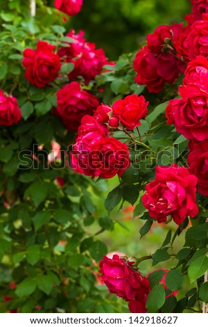 detail of red roses bush